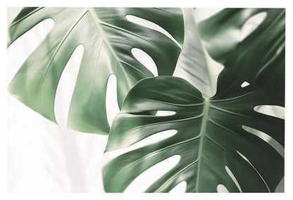 Affiche en toile FORET TROPICALE ANIMAL