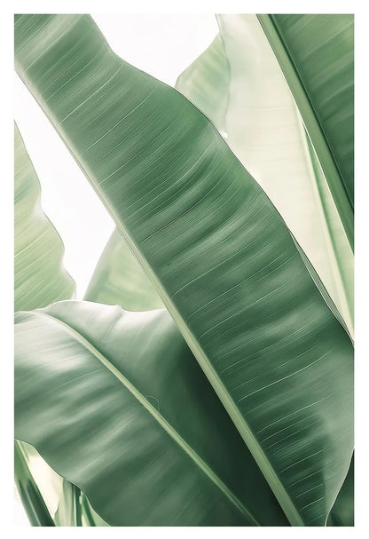 Affiche en toile FORET TROPICALE ANIMAL